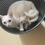 Yuki participe au concours pour gagner de l'argent avec cette photo : cat, kitten, white_cat, basket, indoor, animal, pet, curled_up, floor, curious, cozy, close_up, cute, mammal, domestic_animal, whiskers, ears, tail, resting, feline