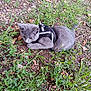 kitten, gray_cat, harness, outdoor, grass, plants, leaves, curious, animal, pet, nature, small_cat, young_cat, ground, fur, mammal, cute, wildlife, playful, resting