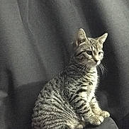 Handsome joined the competition — help win amazing prizes! animal, black, cat, closeup, curious, domestic_animal, ears, feline, furry, gray, indoor, mammal, pet, portrait, sitting, soft, striped_fur, tabby, tail, whiskers