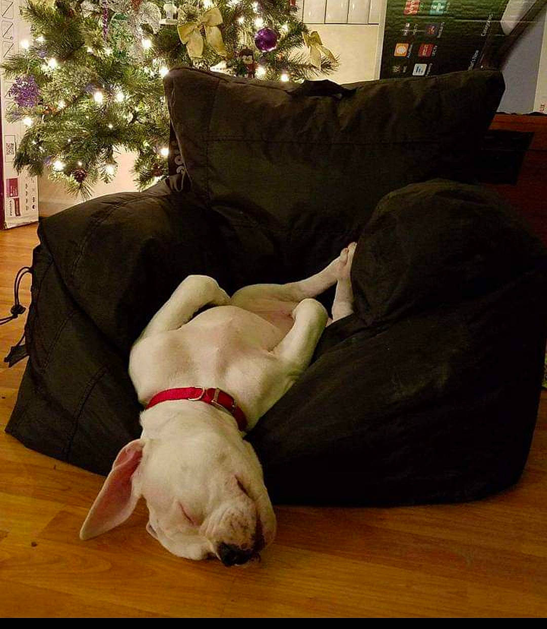 Rocky is registered to the contest to win money with this photo: carnivoran, chair, couch, dog, dog_breed, dog_like_mammal, floor, flooring, furniture, mammal, snout, vertebrate, wood