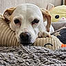 dog, puppy, pet, portrait, close_up, white_fur, brown_ears, dark_eyes, black_nose, lying_down, resting, sleepy, cozy, blanket, plush_toy, stuffed_animal, bedroom, indoor, carpet, cute