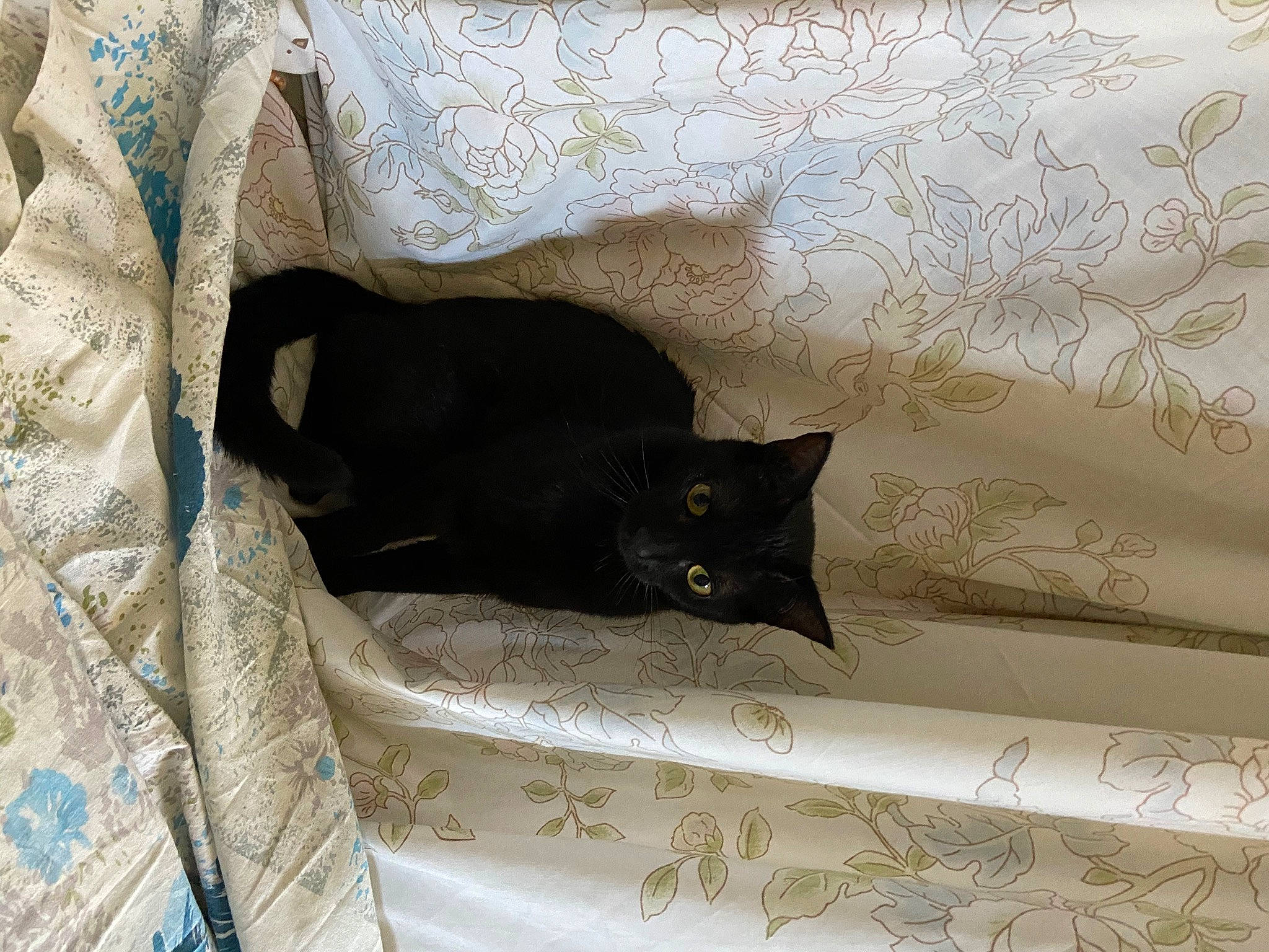 Pétra a rejoint le concours — aidez-le/la à gagner de superbes lots ! bedding, black_cat, carnivore, cat, cat_supply, comfort, couch, curtain, domestic_short_haired_cat, felidae, fur, grey, linens, pattern, room, small_to_medium_sized_cats, tail, textile, whiskers, wood