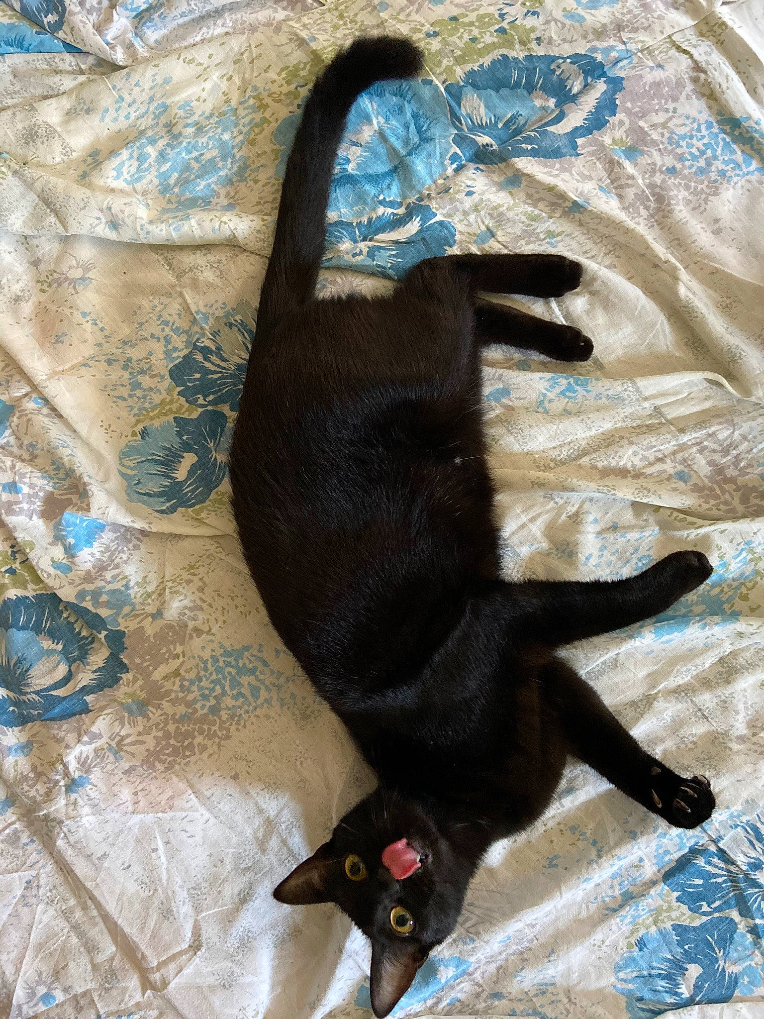 Pétra a rejoint le concours — aidez-le/la à gagner de superbes lots ! black_cat, blue, canidae, carnivore, cat, claw, comfort, dog_breed, domestic_short_haired_cat, electric_blue, felidae, fur, linens, paw, small_to_medium_sized_cats, snout, sporting_group, tail, terrestrial_animal, whiskers