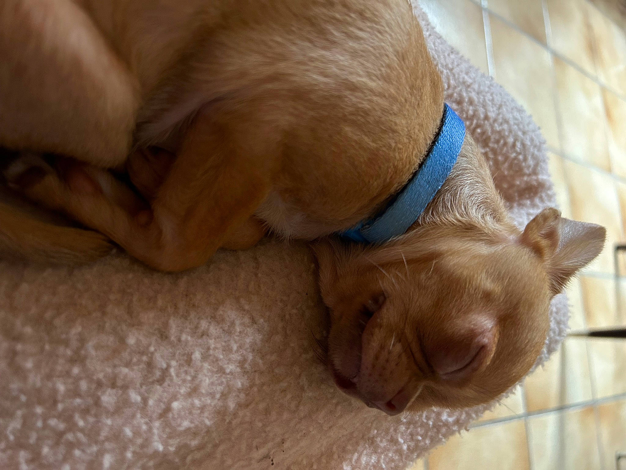 Tiny participe au concours pour gagner de l'argent avec cette photo : carnivore, collar, comfort, companion_dog, dog, dog_breed, dog_supply, ear, fawn, fur, hardwood, liver, pet_supply, snout, tail, terrestrial_animal, whiskers, wood, working_animal, wrinkle