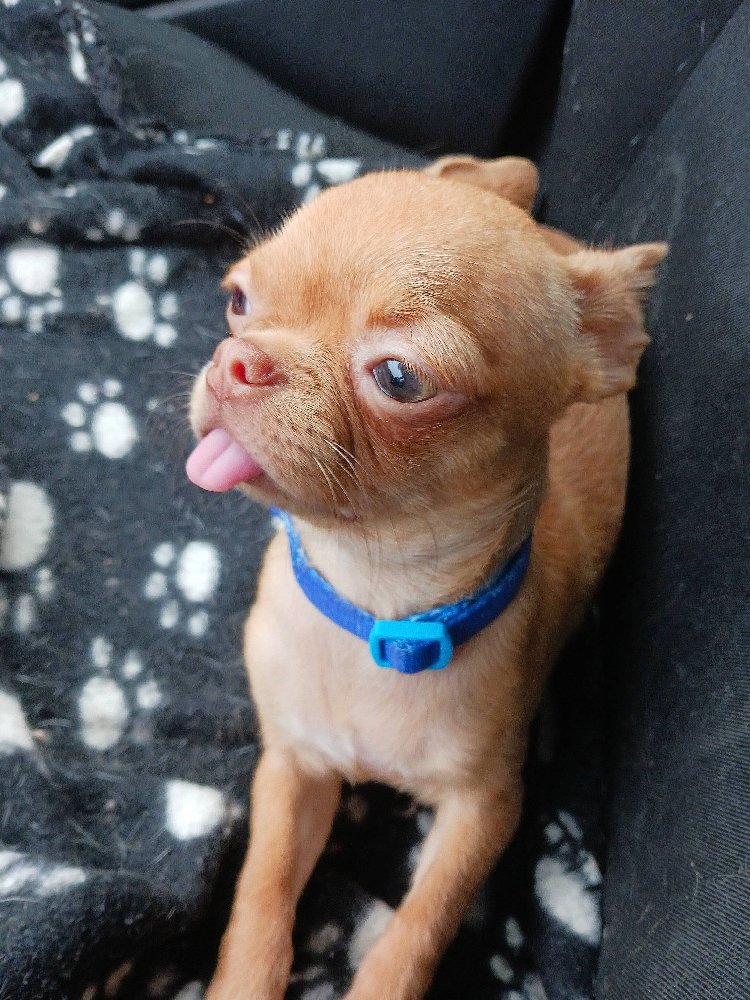 Tiny a rejoint le concours — aidez-le/la à gagner de superbes lots ! canidae, carnivore, collar, companion_dog, dog, dog_breed, dog_collar, dog_supply, electric_blue, fawn, fur, liver, pet_supply, snout, sporting_group, terrestrial_animal, whiskers, wood, working_animal, wrinkle