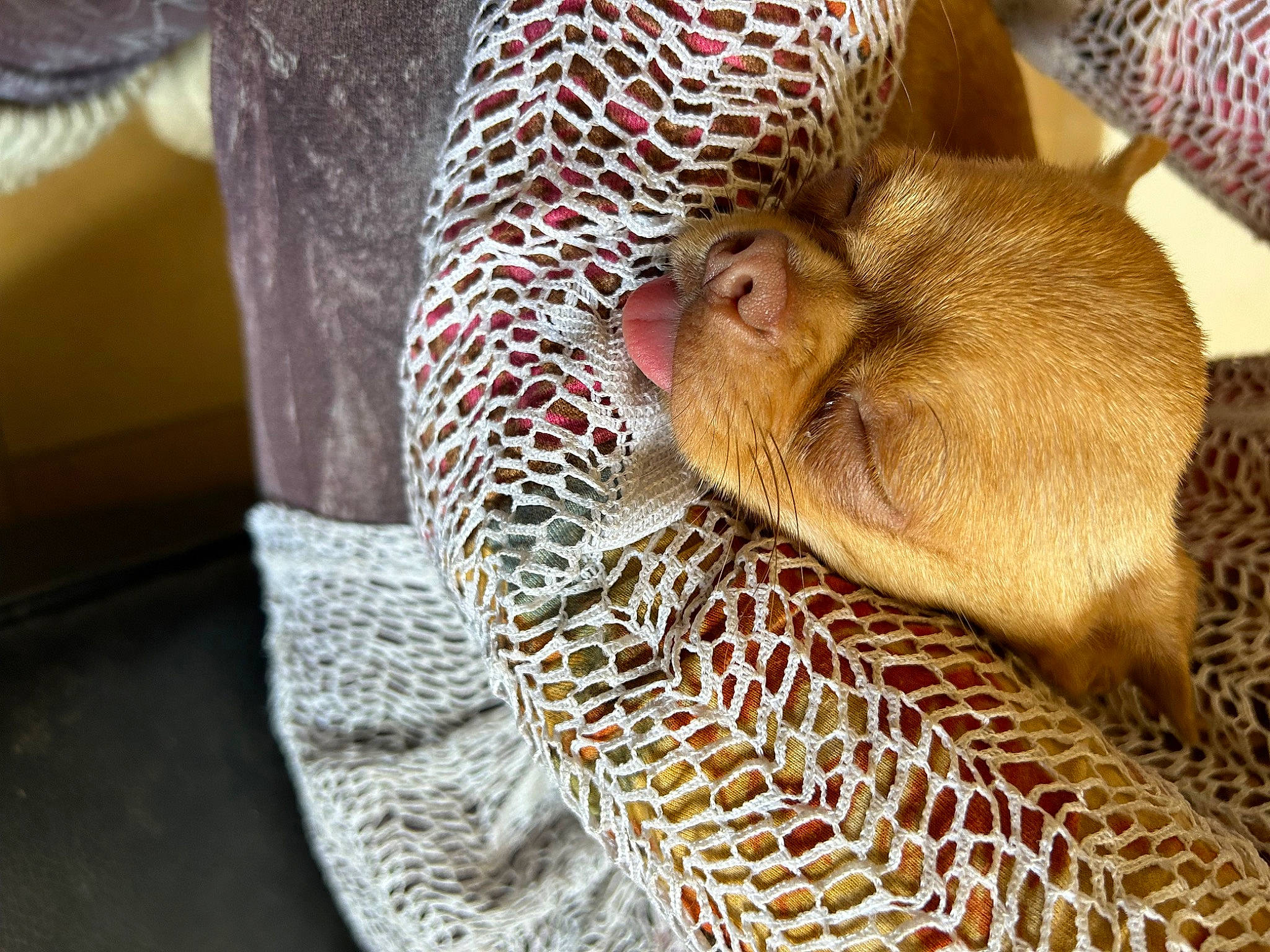 Tiny participe au concours pour gagner de l'argent avec cette photo : cage, carnivore, comfort, domestic_short_haired_cat, erinaceidae, fawn, felidae, fur, linens, nap, pattern, room, sleep, small_to_medium_sized_cats, snout, sporting_group, terrestrial_animal, whiskers, wildlife, wood