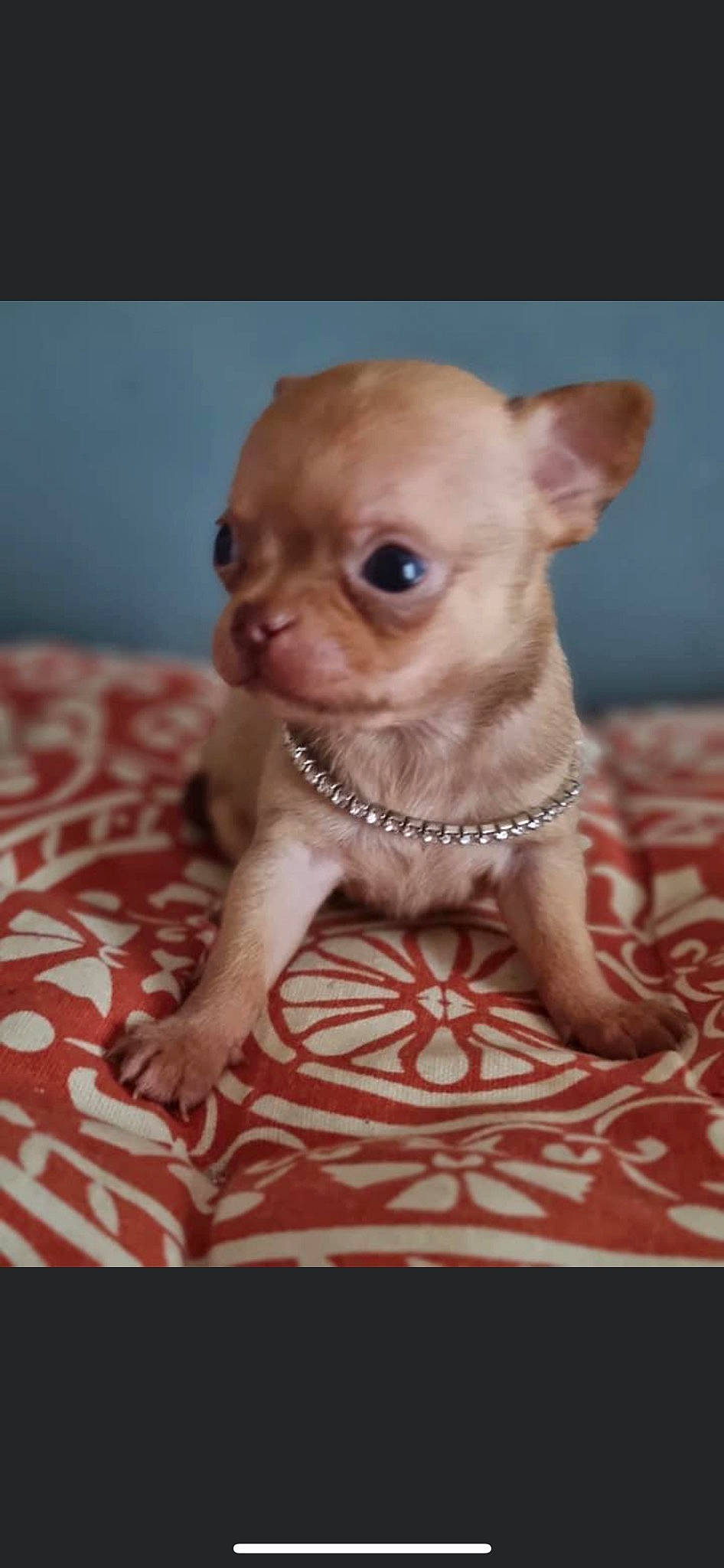 Tiny a rejoint le concours — aidez-le/la à gagner de superbes lots ! canidae, carnivore, chihuahua, companion_dog, corgi_chihuahua, dog, dog_breed, ear, fawn, fur, liver, paw, pet_supply, snout, terrestrial_animal, toy, toy_dog, whiskers, working_animal, wrinkle