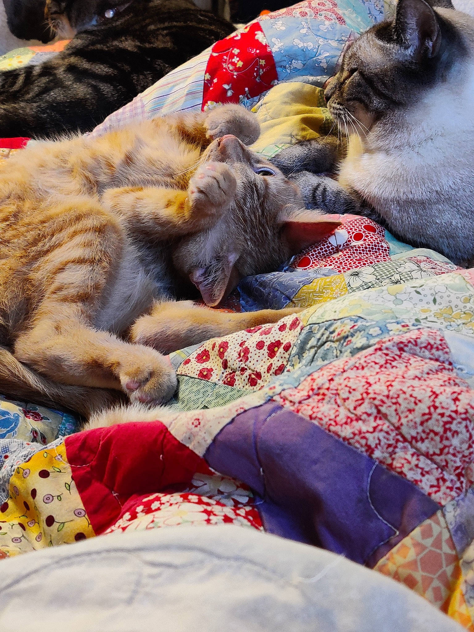 Baset is registered to the contest to win money with this photo: carnivore, cat, domestic_short_haired_cat, fawn, felidae, fur, kitten, nap, paw, sleep, small_to_medium_sized_cats, whiskers