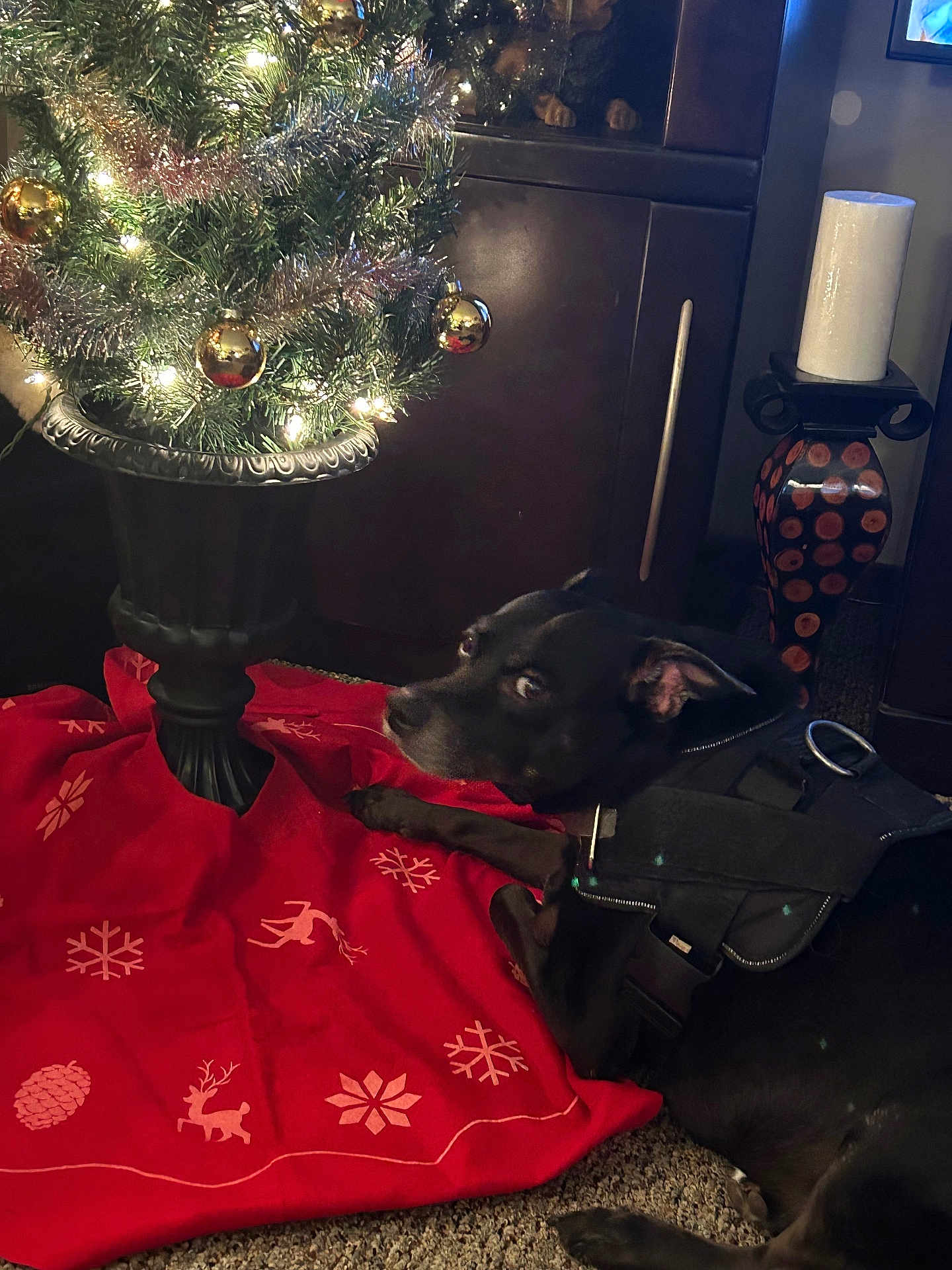Pcg joined the competition — help win amazing prizes! black_dog, cabinet, candle_holder, carpet, christmas_lights, christmas_ornaments, christmas_tree, curious, decorative_candle, dog, festive, harness, holiday, indoor, pet, pinecone_pattern, red_tree_skirt, reindeer_pattern, relaxed, snowflake_pattern