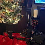 Pc Goodman joined the competition — help win amazing prizes! black_dog, black_harness, candle, candle_holder, christmas_tree, decor, decorations, dog, festive, furniture, holiday, indoor, lights, living_room, ornaments, pet, red_tree_skirt, relaxing, television, winter_scene