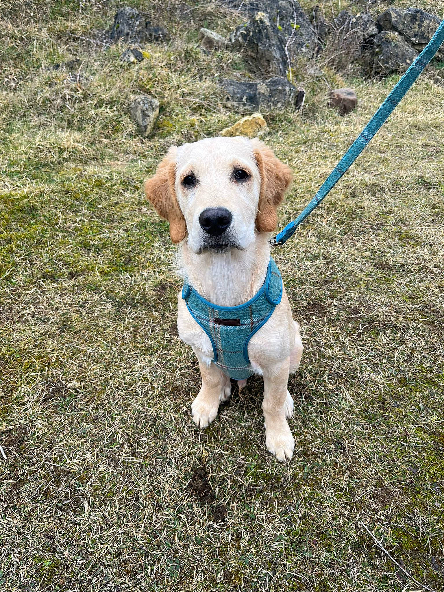 Oslo is registered to the contest to win money with this photo: adventure, carnivore, collar, companion_dog, dog, dog_breed, dog_clothes, dog_collar, dog_supply, fashion_accessory, fawn, grass, leash, pet_supply, plant, snout, soil, sporting_group, tail, working_animal