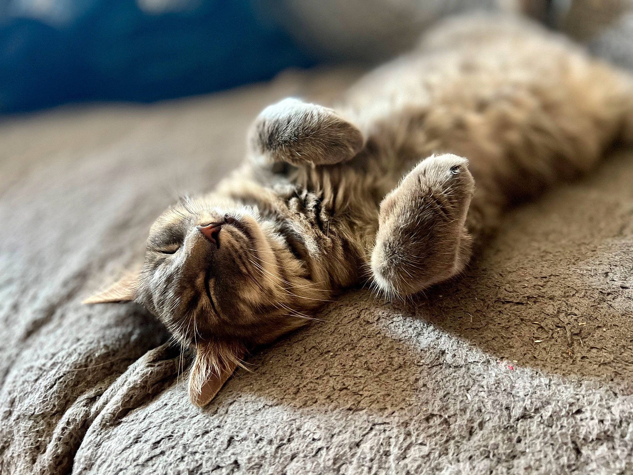 Grizou participe au concours pour gagner de l'argent avec cette photo : claw, close_up, fur, grass, insect, landscape, pattern, paw, rock, sand, soil, terrestrial_animal, wildlife, wood