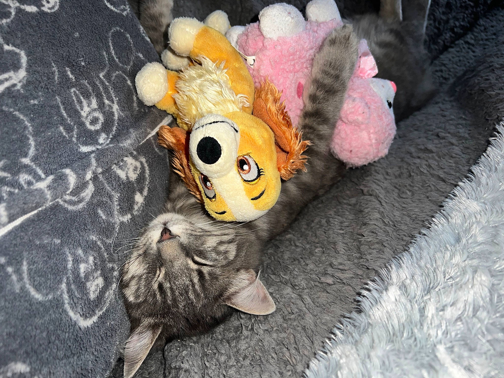 Grizou participe au concours pour gagner de l'argent avec cette photo : art, asphalt, fawn, finger, font, fur, glove, grey, hat, linens, petal, plush, road_surface, stuffed_toy, tail, textile, toy, tree, visual_arts, wood