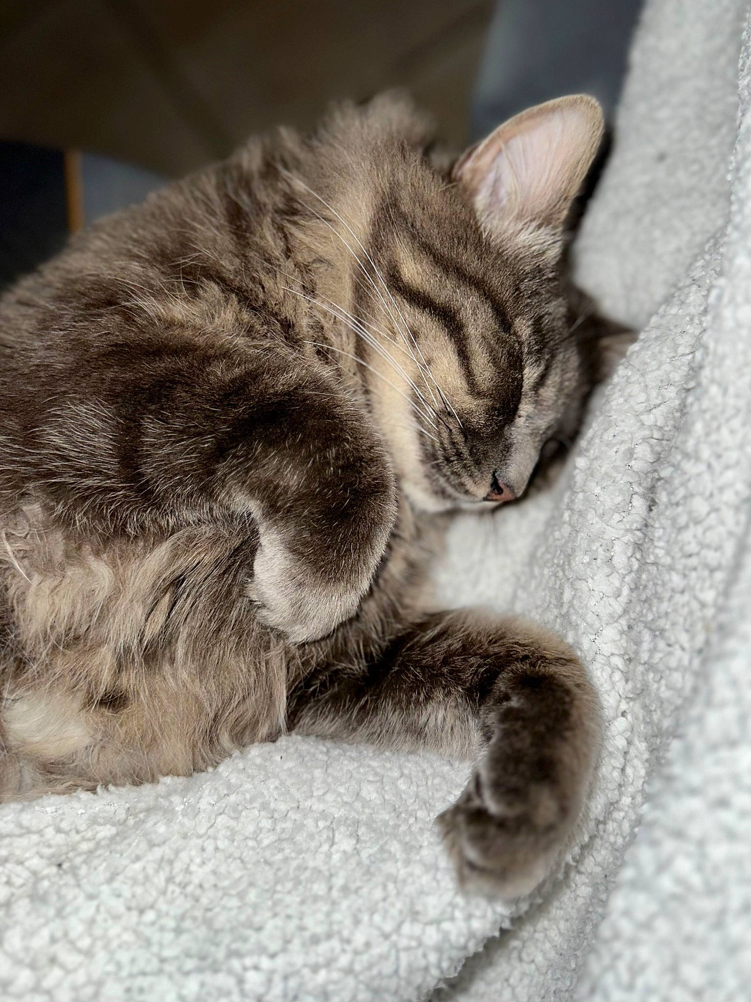 Grizou a rejoint le concours — aidez-le/la à gagner de superbes lots ! carnivore, cat, claw, domestic_short_haired_cat, eye, fawn, felidae, fur, grey, monochrome_photography, nap, paw, sitting, sleep, small_to_medium_sized_cats, snout, tail, terrestrial_animal, whiskers, wildlife