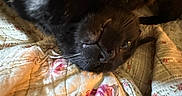 Chuck Norris is registered to the contest to win money with this photo: animal, bed, black_cat, cat, closeup, cozy, cute, eye, feline, floral_pattern, fur, indoor, pet, quilt, relaxed, resting, sleepy, soft_texture, upside_down, whiskers