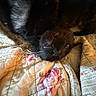 animal, bed, black_cat, cat, closeup, cozy, cute, eye, feline, floral_pattern, fur, indoor, pet, quilt, relaxed, resting, sleepy, soft_texture, upside_down, whiskers