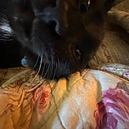 Chuck Norris joined the competition — help win amazing prizes! animal, bed, black_cat, cat, close_up, cozy, cute, dark, domestic_animal, feline, floral_pattern, fur, indoor, pet, quilt, resting, shadow, sleeping, soft, whiskers