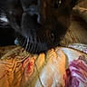 animal, bed, black_cat, cat, close_up, cozy, cute, dark, domestic_animal, feline, floral_pattern, fur, indoor, pet, quilt, resting, shadow, sleeping, soft, whiskers
