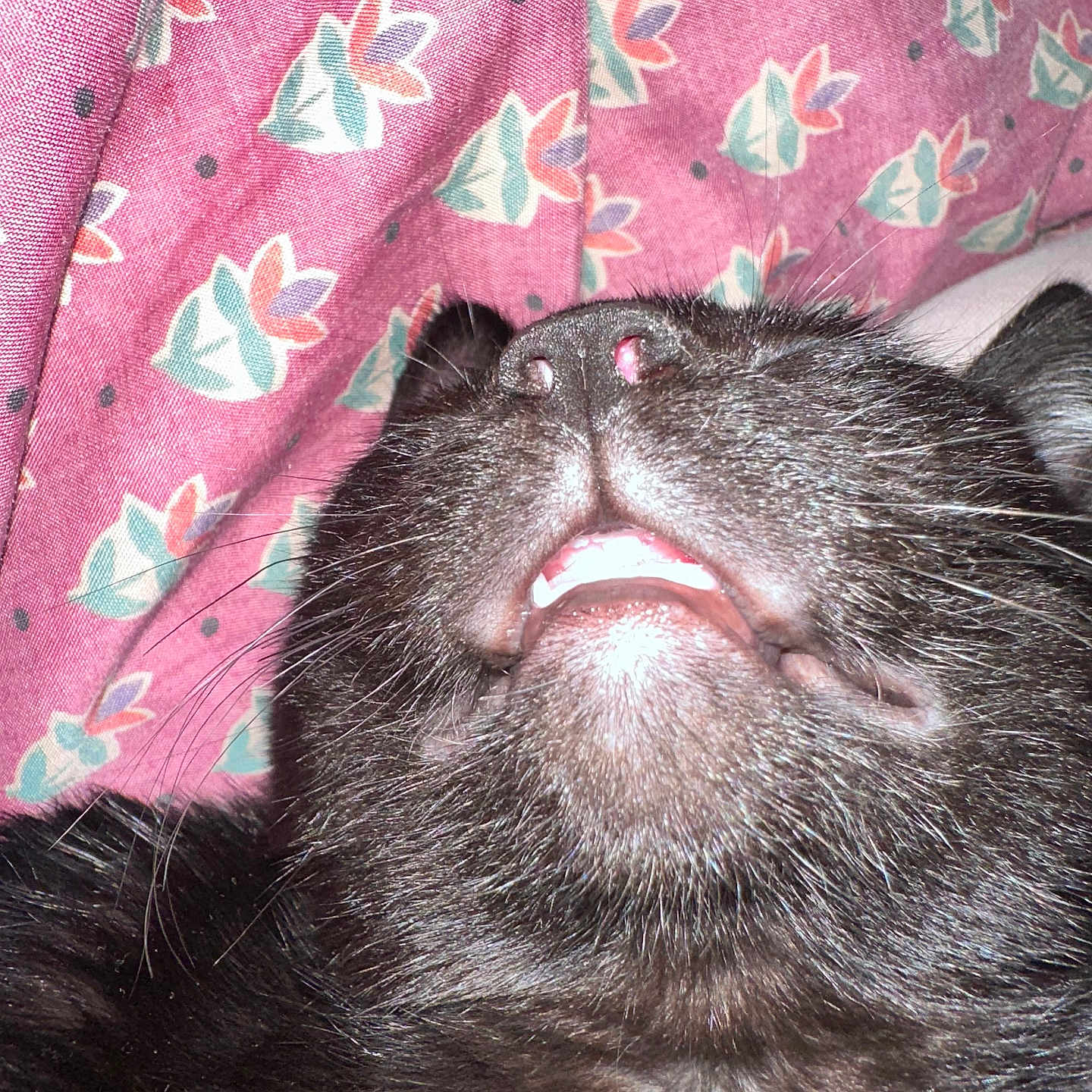 Chuck Norris is registered to the contest to win money with this photo: animal, black_cat, cat, close_up, cute, fabric, feline, floral_background, fur, indoor, mouth, nose, pattern, pet, portrait, relaxed, resting, sleeping, teeth, whiskers