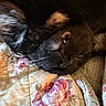 Chuck Norris is registered to the contest to win money with this photo: animal, black, blanket, brown, closeup, cozy, cute, dog, floral_pattern, fur, indoor, pet, portrait, quilt, relaxing, resting, sleepy, snout, soft_light, whiskers