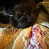 Chuck Norris joined the competition — help win amazing prizes! animal, bed, black_dog, blurred, close_up, cozy, dog, floral_pattern, fur, indoor, nose, pet, quilt, resting, sleeping, snout, soft_lighting, texture, warm, whiskers