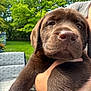 Muffin joined the competition — help win amazing prizes! puppy, dog, chocolate_labrador, close_up, outdoor, greenery, trees, summer, patio, chair, grass, person, arm, holding, animal, cute, pet, fur, nature, daylight