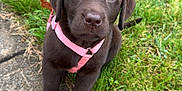 Muffin joined the competition — help win amazing prizes! puppy, dog, chocolate_lab, grass, sidewalk, leash, harness, outdoor, pet, canine, cute, brown, young_dog, animal, sitting, playful, nature, garden, friendly, adorable