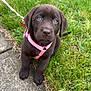 puppy, dog, chocolate_lab, grass, sidewalk, leash, harness, outdoor, pet, canine, cute, brown, young_dog, animal, sitting, playful, nature, garden, friendly, adorable