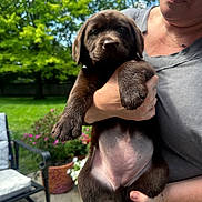 Muffin is registered to the contest to win money with this photo: puppy, dog, person, holding, outdoor, garden, flowers, greenery, chair, patio, cute, brown, pet, animal, summer, sunlight, face, hand, casual_clothing, nature