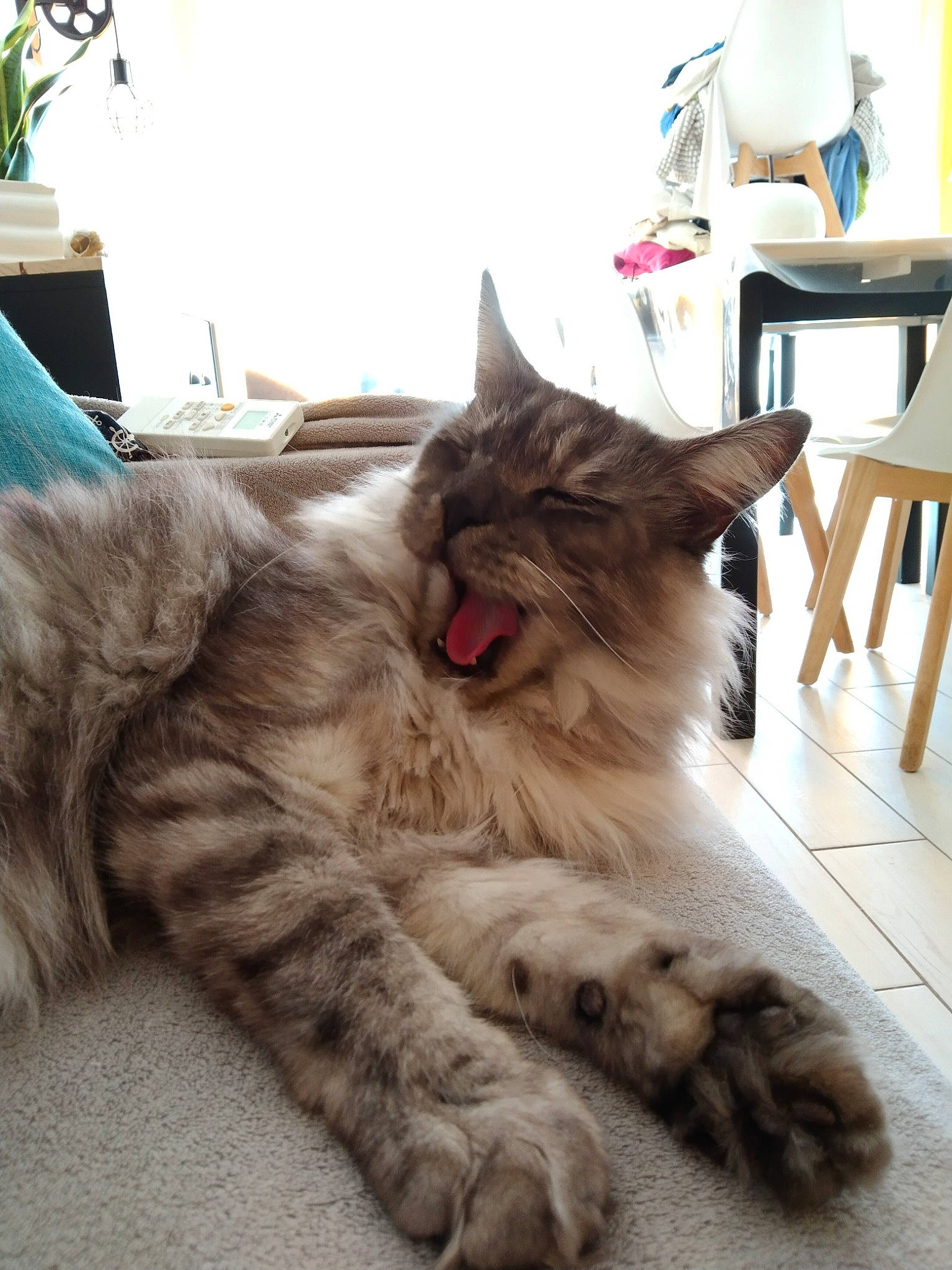 Ninou a rejoint le concours — aidez-le/la à gagner de superbes lots ! carnivore, cat, chair, claw, comfort, domestic_short_haired_cat, fang, felidae, fur, nap, paw, plant, small_to_medium_sized_cats, snout, table, tail, terrestrial_animal, whiskers