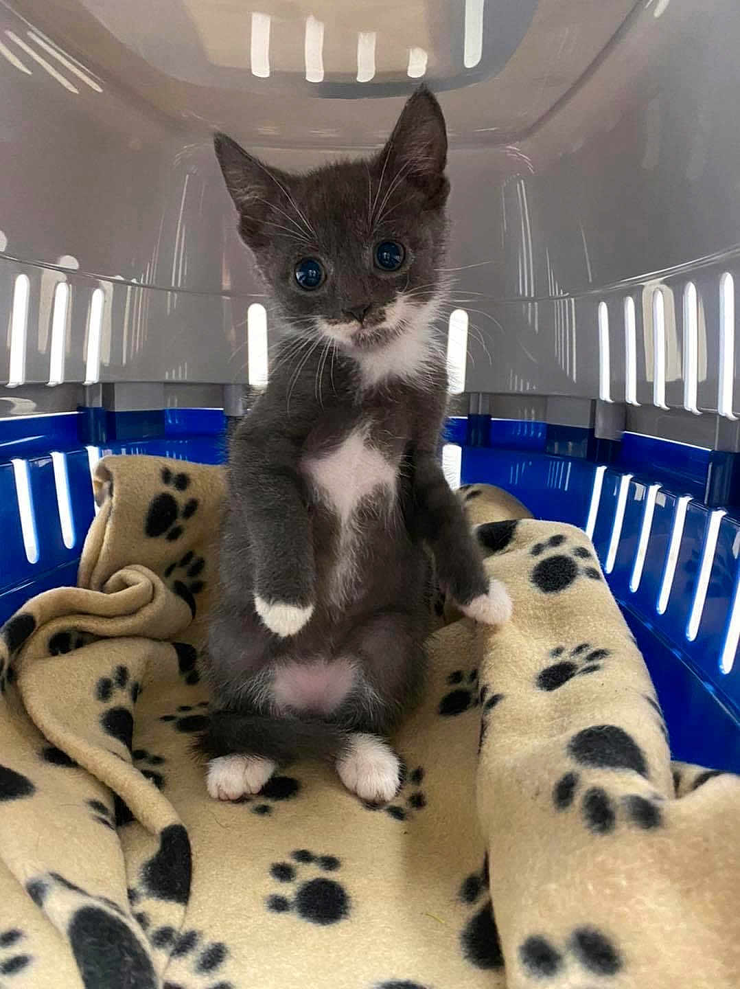 Gus