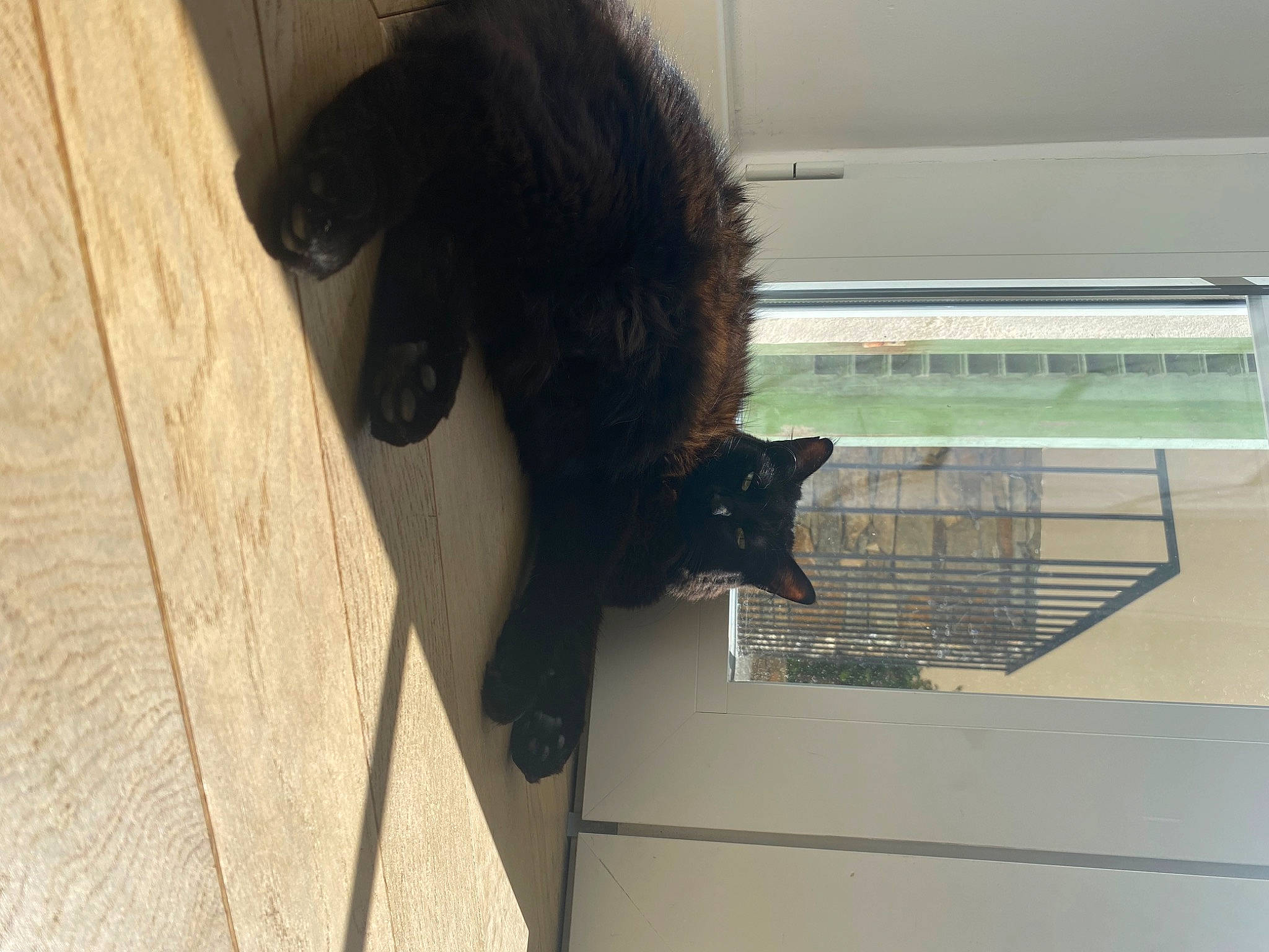 Shakira participe au concours pour gagner de l'argent avec cette photo : bombay, canidae, carnivore, cat, dog_breed, felidae, floor, flooring, foot, fur, hardwood, liver, pet_supply, plank, small_to_medium_sized_cats, snout, sporting_group, tail, tints_and_shades, wood