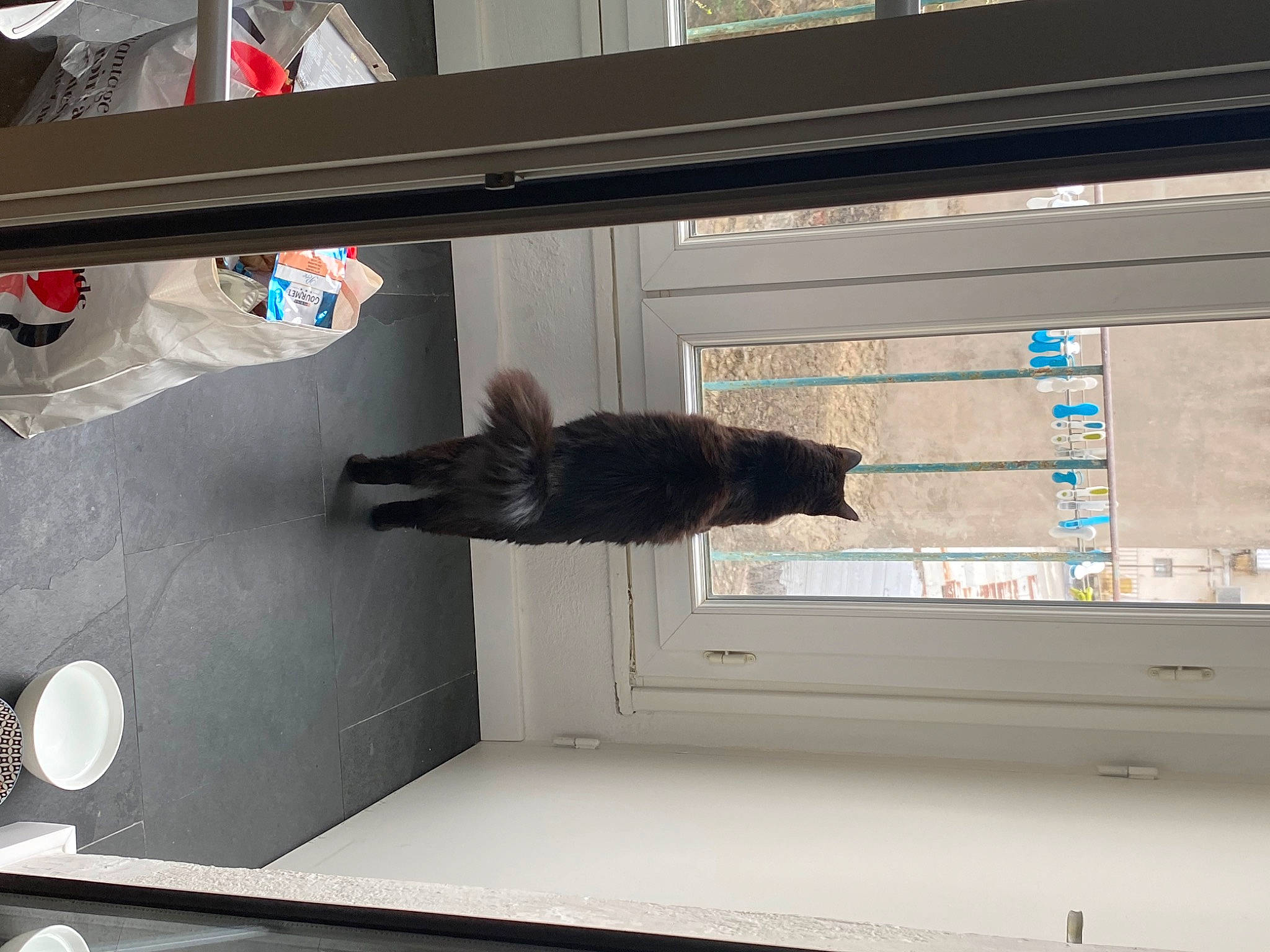 Shakira participe au concours pour gagner de l'argent avec cette photo : building, carnivore, cat, composite_material, door, felidae, fixture, flooring, hardwood, home_door, room, shelf, shelving, small_to_medium_sized_cats, tail, window, wood