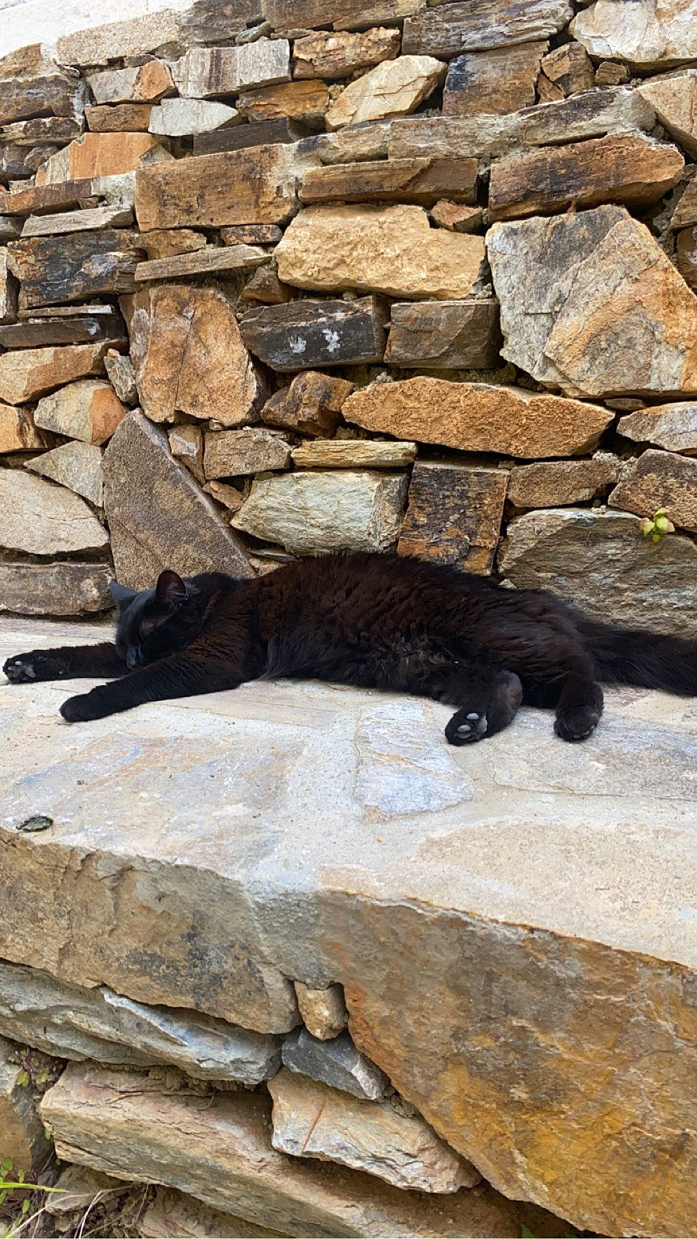 Shakira a rejoint le concours — aidez-le/la à gagner de superbes lots ! american_black_bear, bedrock, brick, carnivore, cobblestone, felidae, flagstone, fur, landscape, mammal, outcrop, rock, shadow, small_to_medium_sized_cats, stone_wall, tail, terrestrial_animal, vertebrate, wildlife, wood
