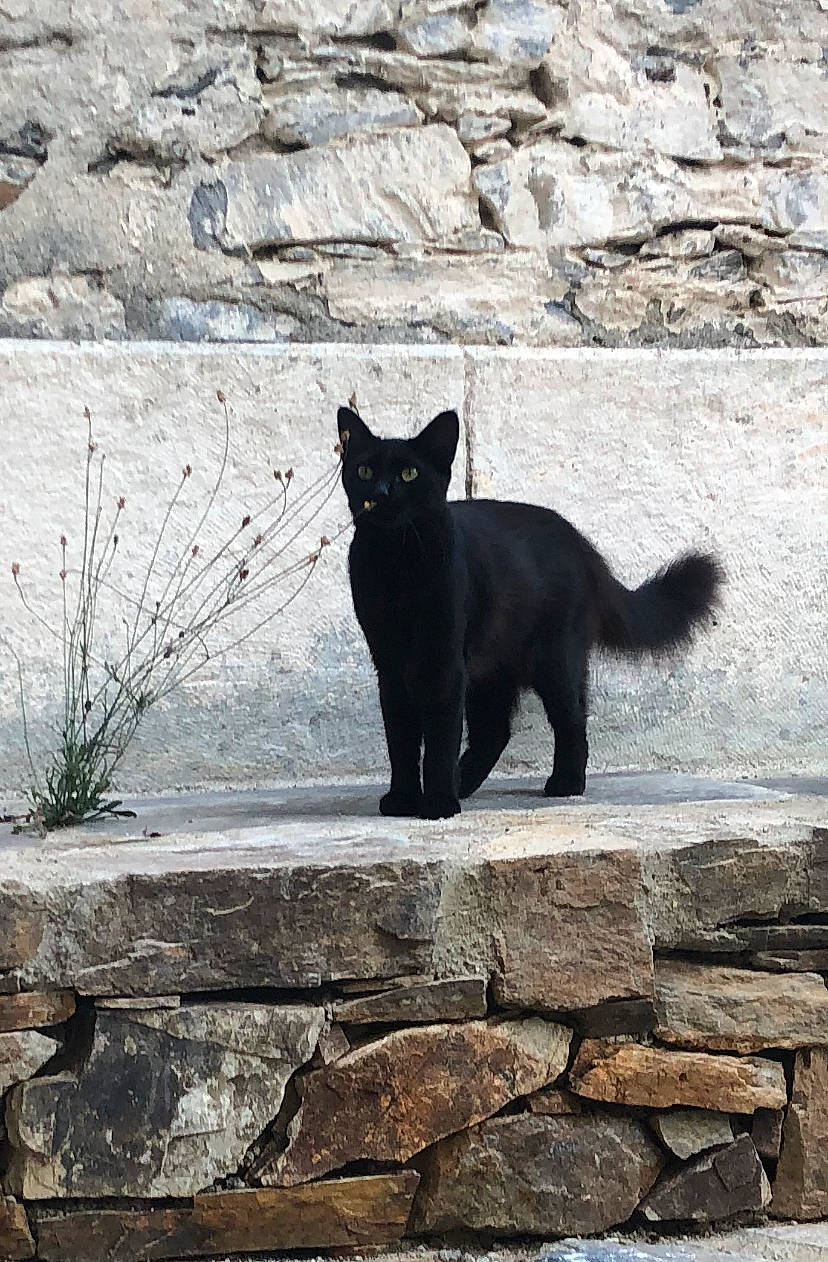 Shakira participe au concours pour gagner de l'argent avec cette photo : black, black_cat, bombay, brick, carnivore, cat, felidae, grass, grey, line, plant, road_surface, small_to_medium_sized_cats, snout, tail, tints_and_shades, tree, wall, whiskers, white