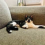 cat, black_and_white_cat, pet, indoor, couch, furniture, relaxed, resting, animal, houseplant, window, home_interior, yellow_eyes, stretching, fur, whiskers, cute, domestic_cat, cozy, living_room
