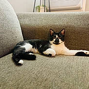 Peaches joined the competition — help win amazing prizes! cat, black_and_white_cat, pet, indoor, couch, furniture, relaxed, resting, animal, houseplant, window, home_interior, yellow_eyes, stretching, fur, whiskers, cute, domestic_cat, cozy, living_room
