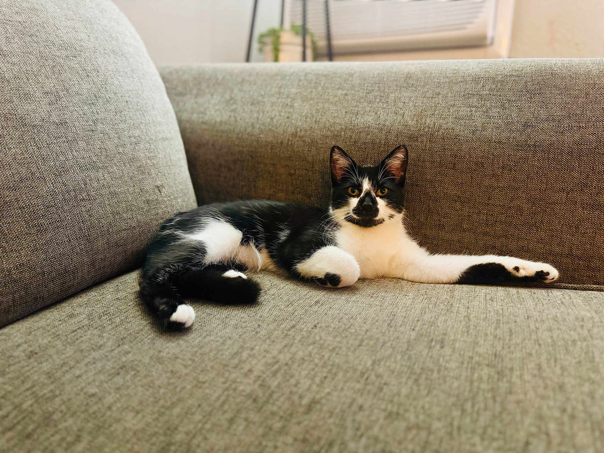 Peaches