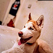 Opossum joined the competition — help win amazing prizes! animal, bed, blue_eyes, canine, closeup, cute, dog, domestic_animal, ears, fur, happy, husky, indoor, lying_down, mammal, nose, pet, portrait, relaxed, tongue_out