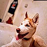 animal, bed, blue_eyes, canine, closeup, cute, dog, domestic_animal, ears, fur, happy, husky, indoor, lying_down, mammal, nose, pet, portrait, relaxed, tongue_out