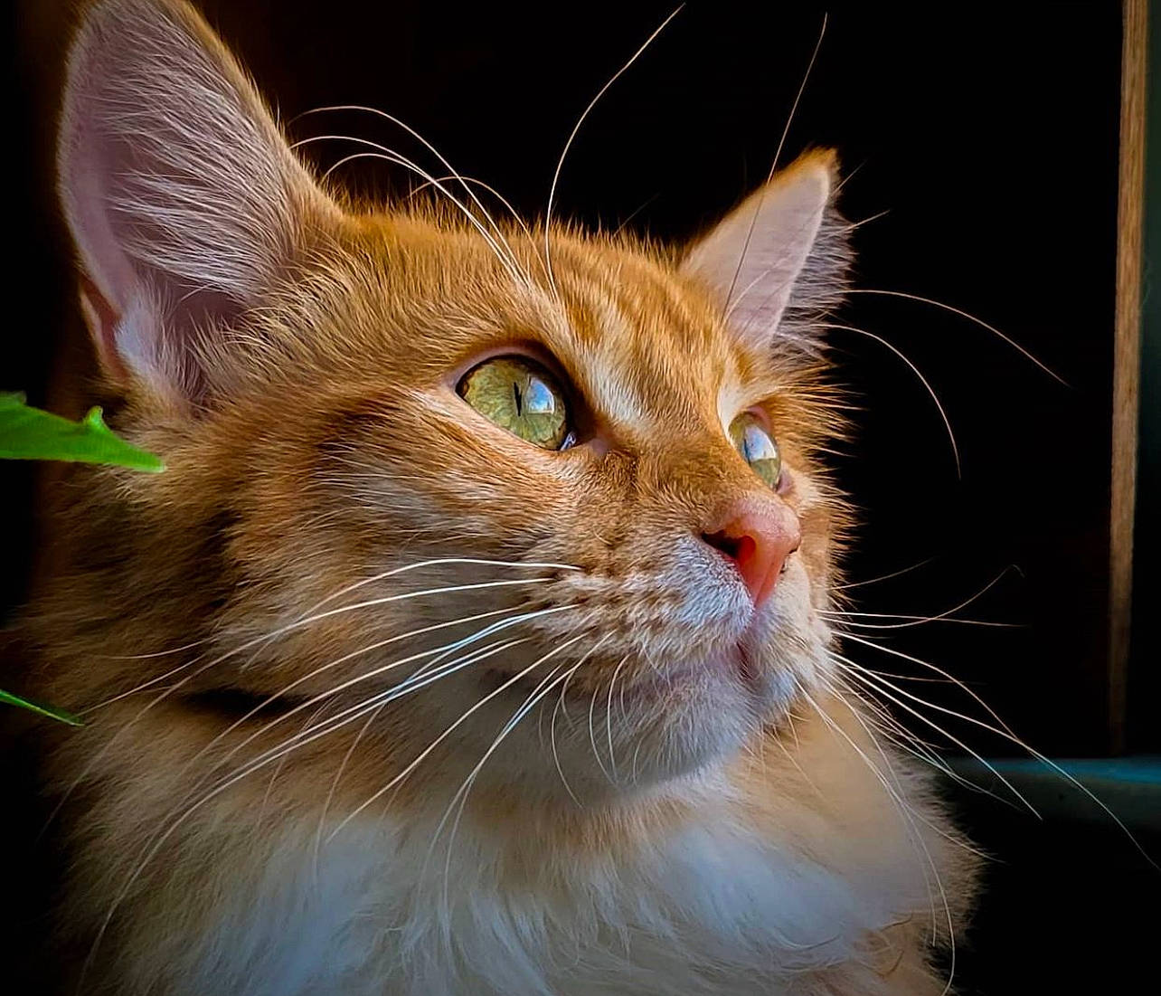 Zeze joined the competition — help win amazing prizes! carnivore, cat, domestic_short_haired_cat, fawn, felidae, fur, grass, iris, small_to_medium_sized_cats, snout, terrestrial_animal, whiskers, wildlife, window