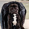 Naca a rejoint le concours — aidez-le/la à gagner de superbes lots ! dog, black_dog, white_chest, jacket, chair, table, indoor, furniture, decor, statue, photo_frame, lamp, shelf, pet, animal, looking_at_camera, paws, seated, home, brown_floor
