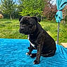 dog, black_dog, outdoor, grass, trees, blue_sky, umbrella, towel, pet, canine, nature, summer, greenery, animal, sitting, sunny, backyard, white_patch, fur, portrait