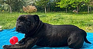 Naca a rejoint le concours — aidez-le/la à gagner de superbes lots ! dog, black_dog, ball, blue_blanket, outdoor, grass, trees, greenery, sky, clouds, pet, animal, relaxing, playing, summer, daytime, nature, canine, fur, resting