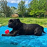 dog, black_dog, ball, blue_blanket, outdoor, grass, trees, greenery, sky, clouds, pet, animal, relaxing, playing, summer, daytime, nature, canine, fur, resting