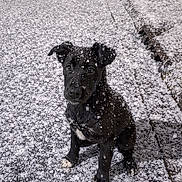 Rico participe au concours pour gagner de l'argent avec cette photo : animal, black_dog, canine, cold, curious, cute, dog, fur, ground, nature, outdoor, pet, puppy, sitting, snow, snowflakes, weather, winter, winter_climate, young_dog