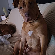 Braxton joined the competition — help win amazing prizes! animal, blanket, brown_dog, canine, companion, couch, dog, domestic_animal, ears, fur, furniture, head, indoor, paw, pet, portrait, relaxed, resting_dog, sitting, white_patch