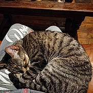 Stella a rejoint le concours — aidez-le/la à gagner de superbes lots ! cat, tabby_cat, sleeping_cat, pet, lap, cozy, curled_up, fur, whiskers, paws, sweatpants, zipper, wooden_table, drink_can, mug, tile_tabletop, couch, wood_floor, indoor, relaxing