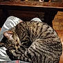 cat, tabby_cat, sleeping_cat, pet, lap, cozy, curled_up, fur, whiskers, paws, sweatpants, zipper, wooden_table, drink_can, mug, tile_tabletop, couch, wood_floor, indoor, relaxing