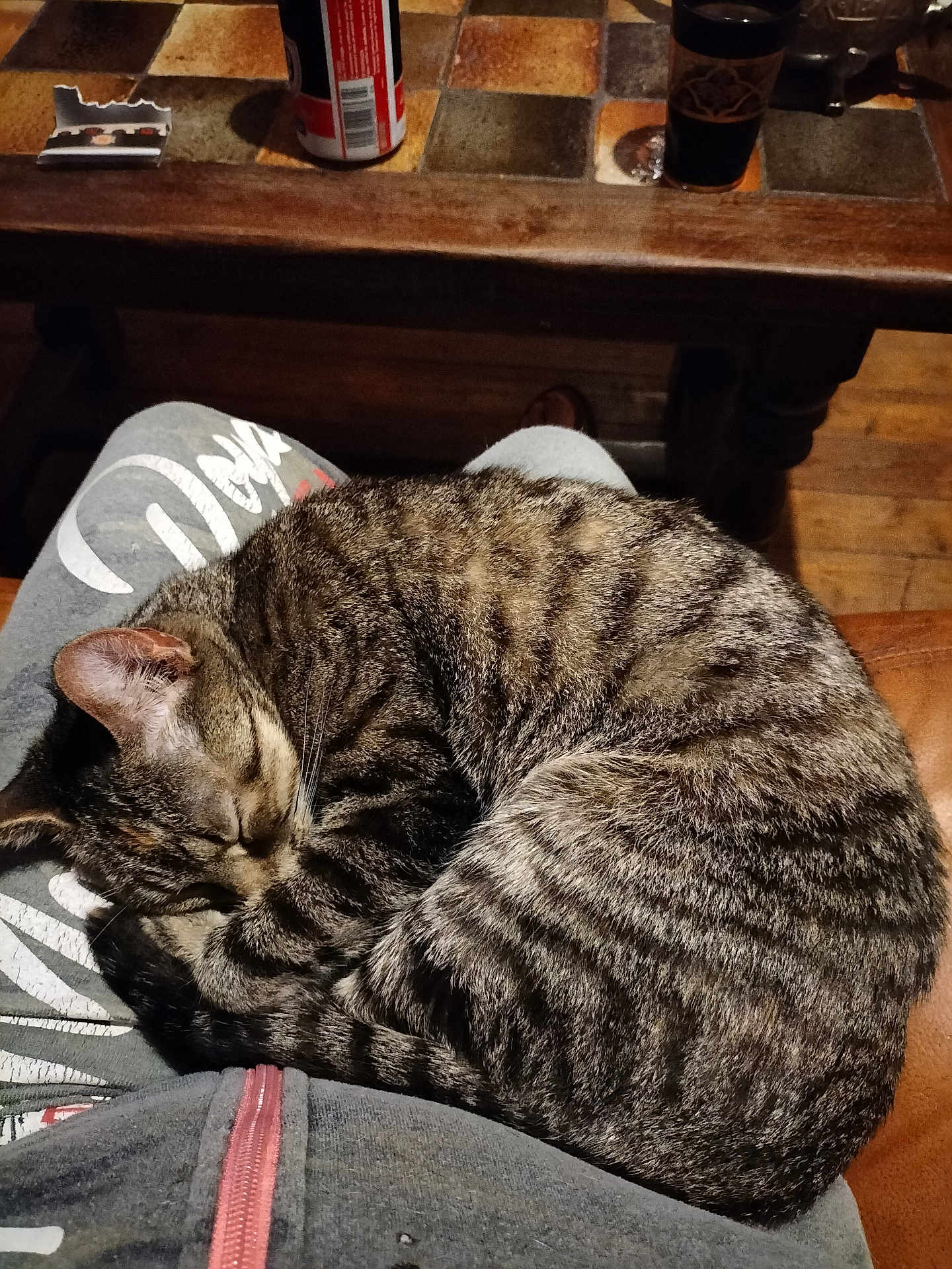 Stella a rejoint le concours — aidez-le/la à gagner de superbes lots ! cat, tabby_cat, sleeping_cat, pet, lap, cozy, curled_up, fur, whiskers, paws, sweatpants, zipper, wooden_table, drink_can, mug, tile_tabletop, couch, wood_floor, indoor, relaxing